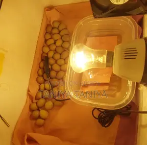 কিং কোয়েল পাখির বিজ ডিম
