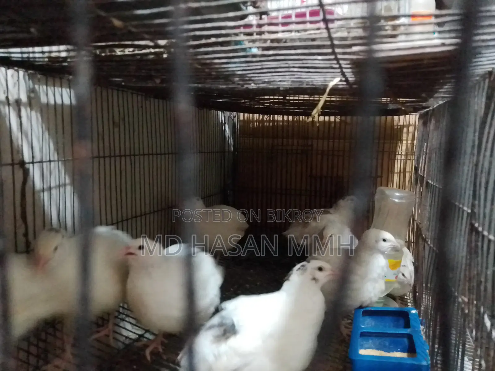 ইউরোপিয়ান হোয়াইট জায়ান্ট