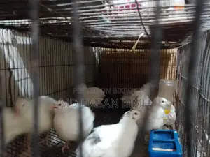 ইউরোপিয়ান হোয়াইট জায়ান্ট