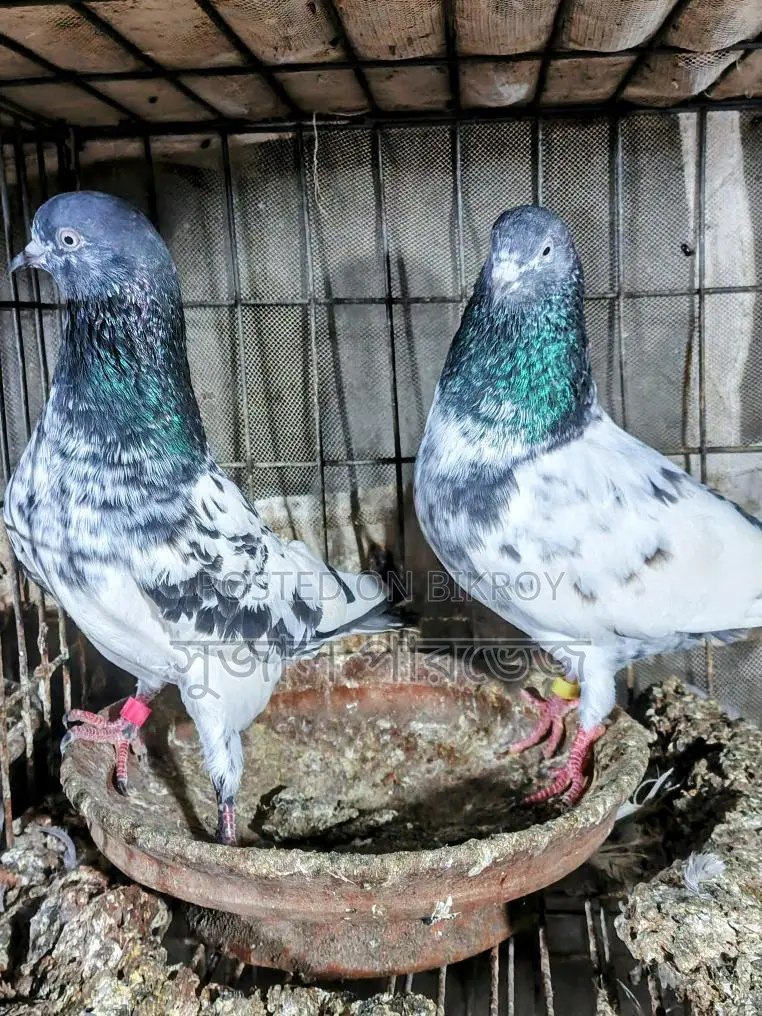 রানিং টেডি
