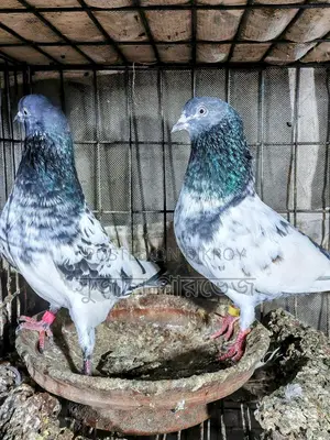 রানিং টেডি