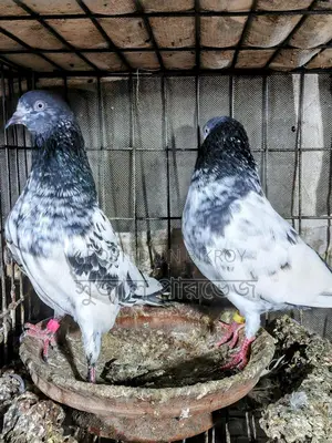 রানিং টেডি