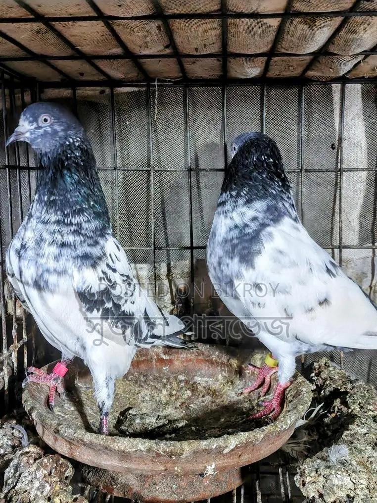 রানিং টেডি
