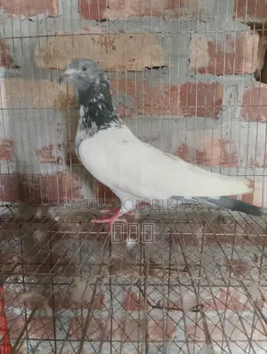 গোল্ডেন নর