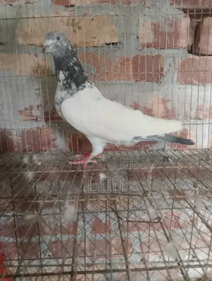 গোল্ডেন নর