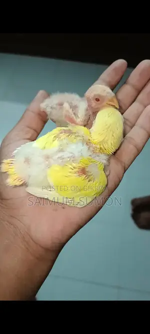 লুটিনো অপালাইন লাভবার্ড টেম সাইজ বেবি
