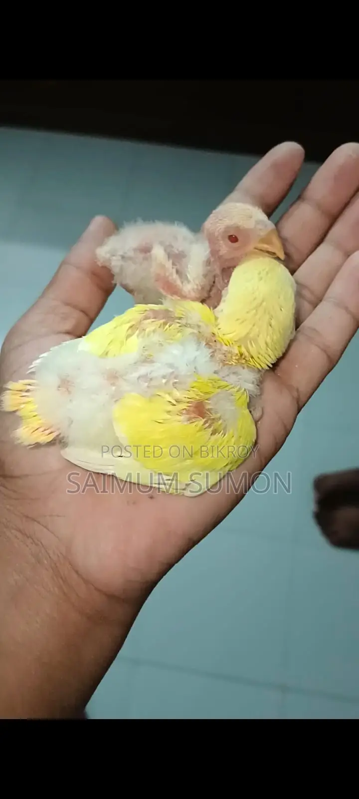 লুটিনো অপালাইন লাভবার্ড টেম সাইজ বেবি