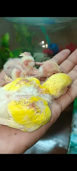 লুটিনো অপালাইন লাভবার্ড টেম সাইজ বেবি