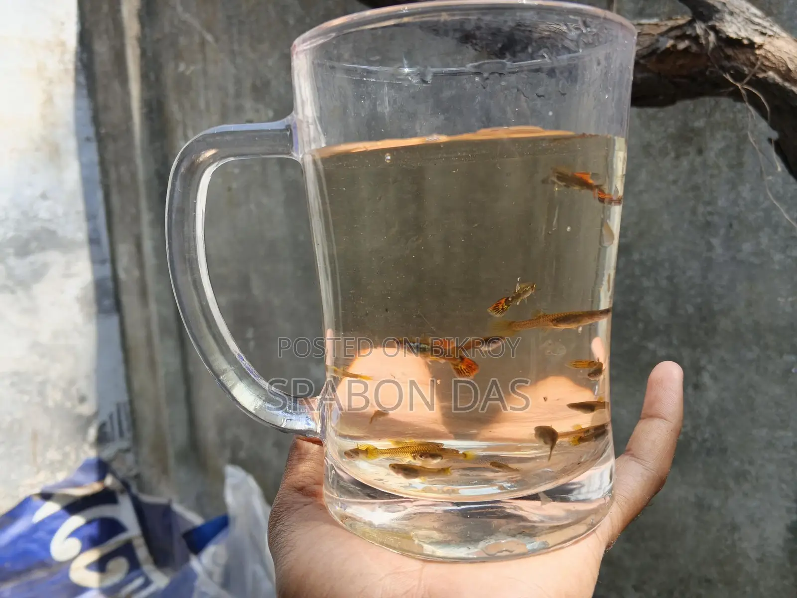 Fish for Sale