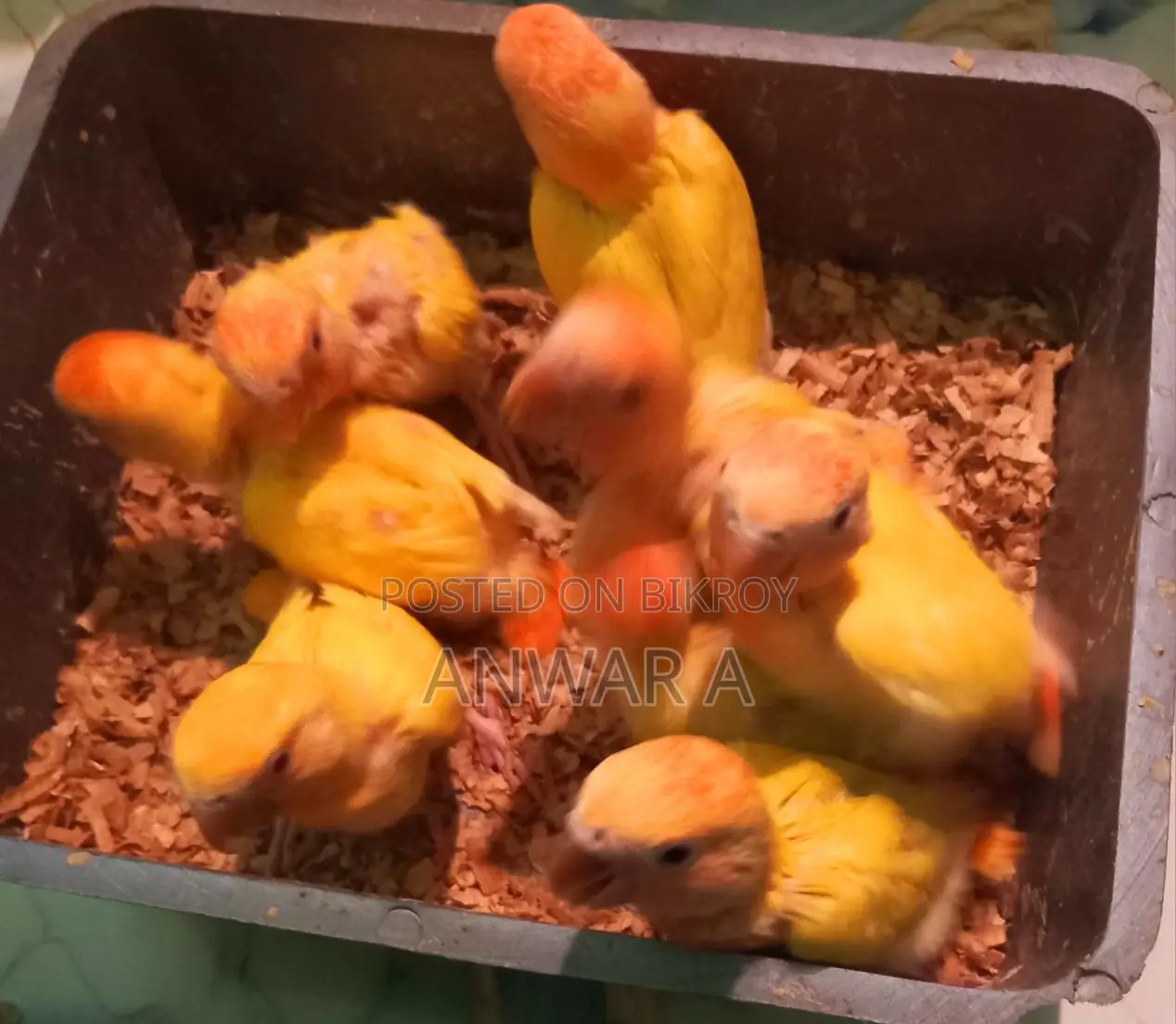 লাভ বার্ড বেবি