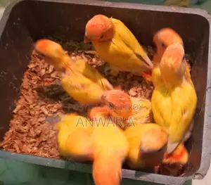 লাভ বার্ড বেবি