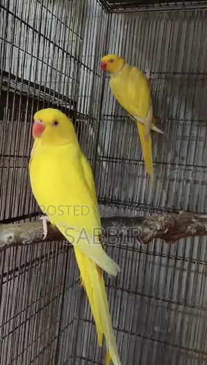 লুটিনো রিংনেক নিউ এডাল্ট পেয়ার