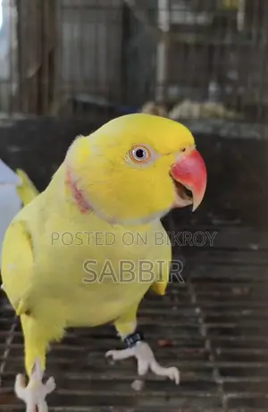 লুটিনো রিংনেক নিউ এডাল্ট পেয়ার