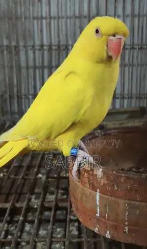 লুটিনো রিংনেক নিউ এডাল্ট পেয়ার