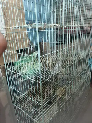 Pigeon Cage