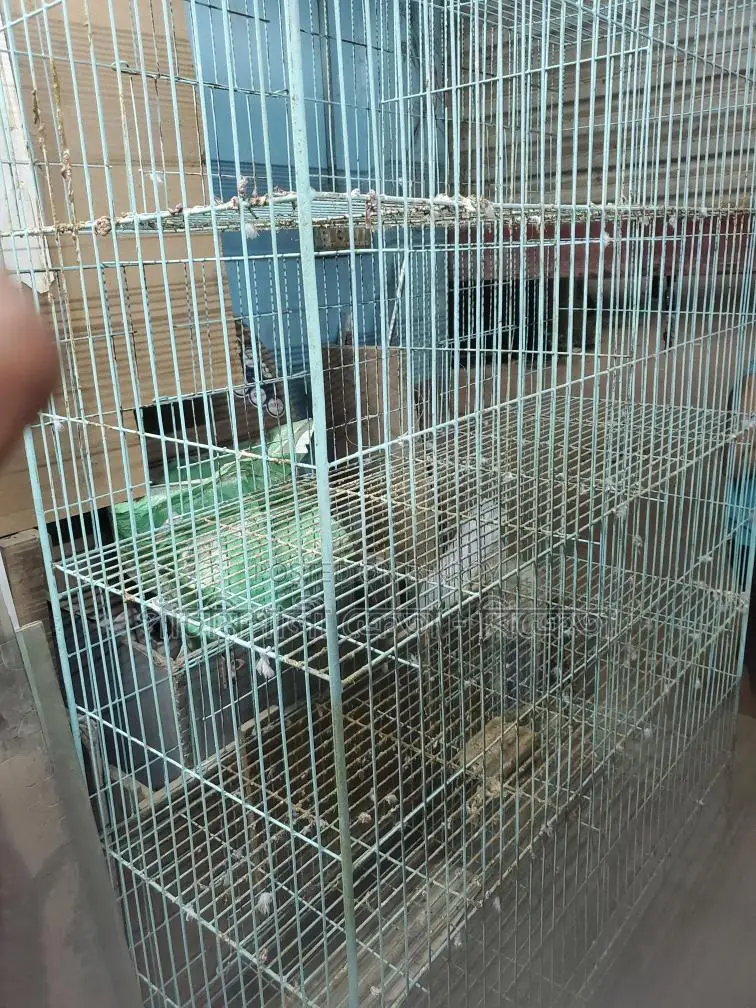 Pigeon Cage