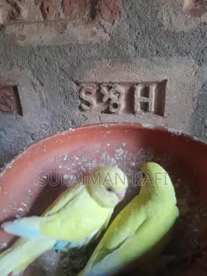 বাজরিগার পাখি টেম সাইজ বাচ্চা , সুস্থ সবল