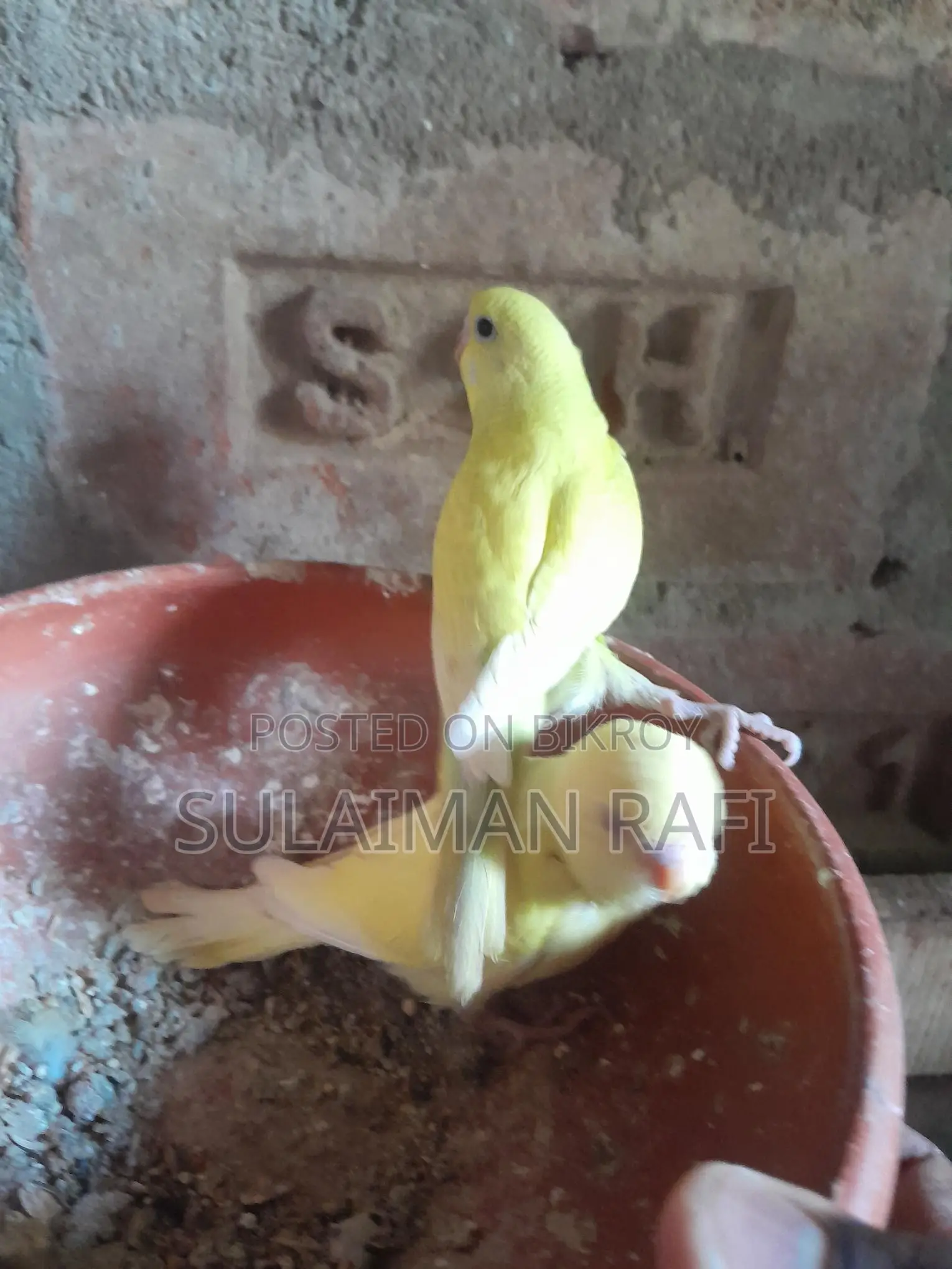 বাজরিগার পাখি টেম সাইজ বাচ্চা , সুস্থ সবল