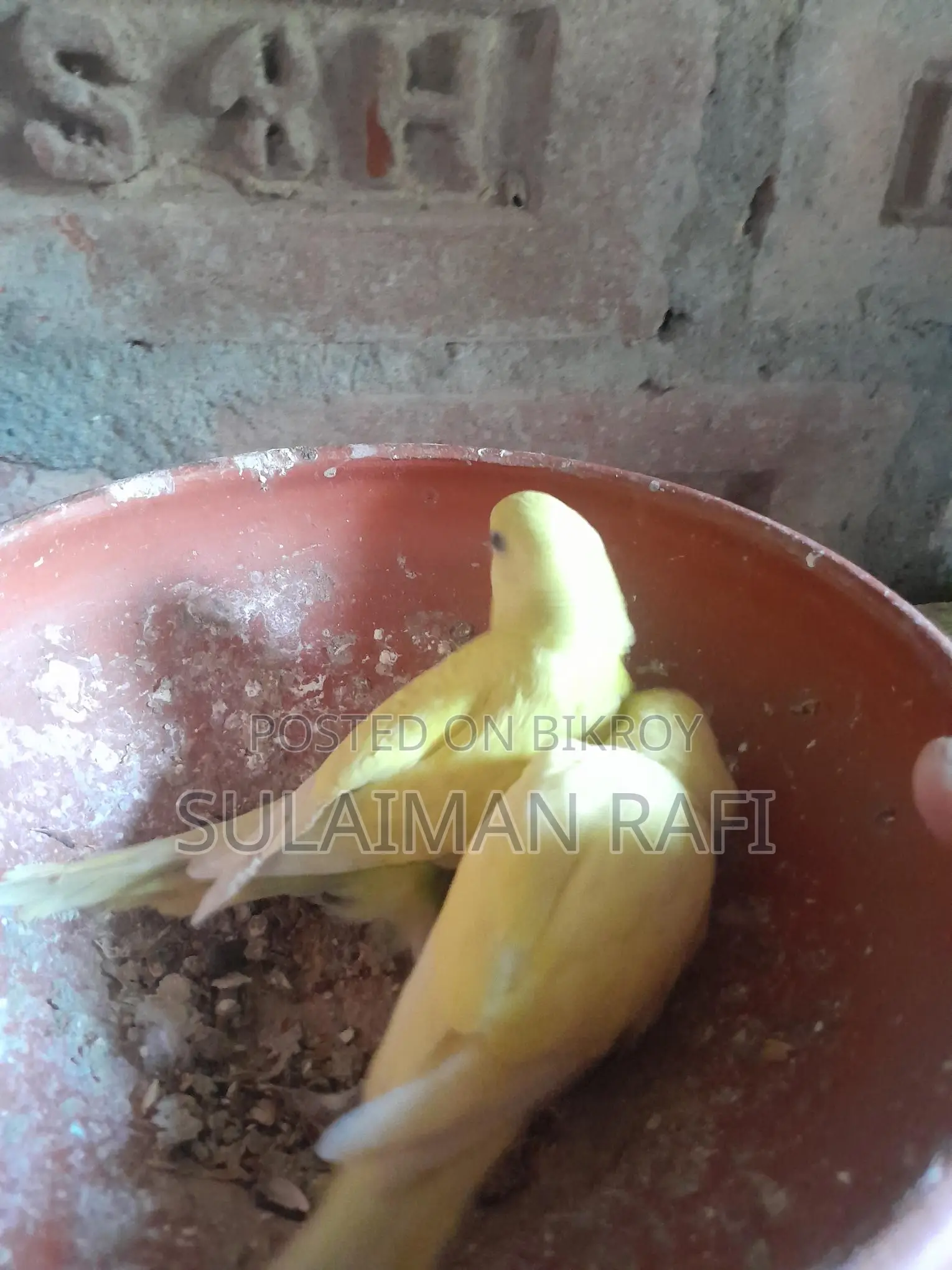 বাজরিগার পাখি টেম সাইজ বাচ্চা , সুস্থ সবল