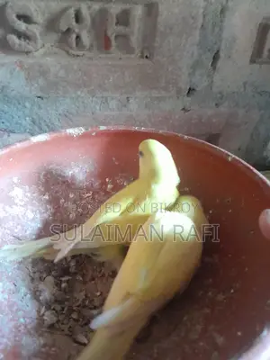 বাজরিগার পাখি টেম সাইজ বাচ্চা , সুস্থ সবল