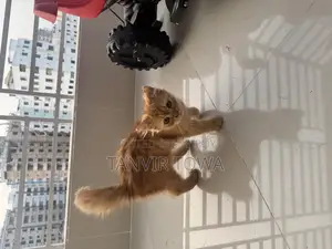 Persian Cat for Sale