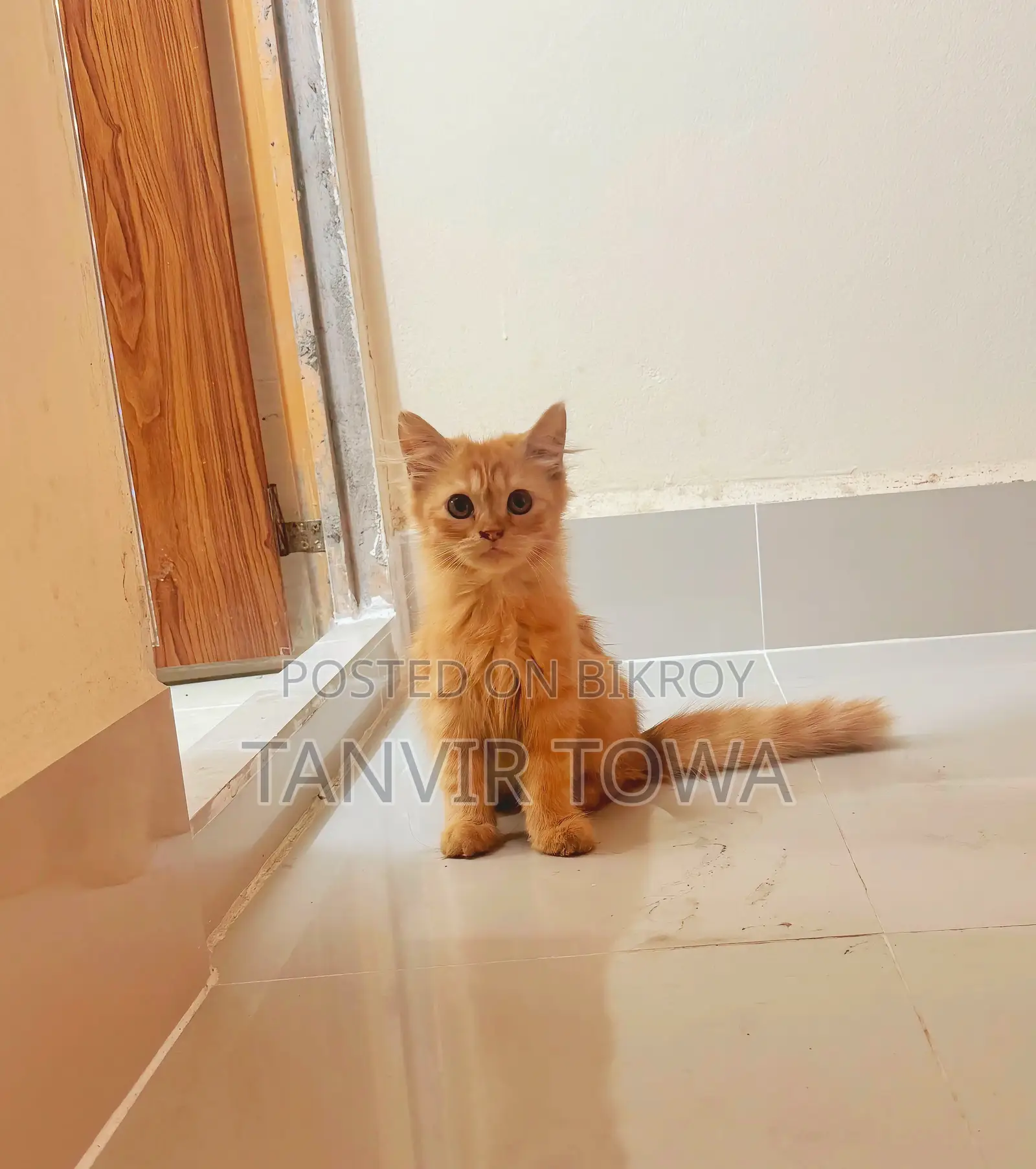 Persian Cat for Sale