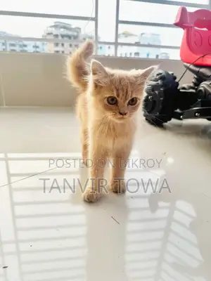 Persian Cat for Sale