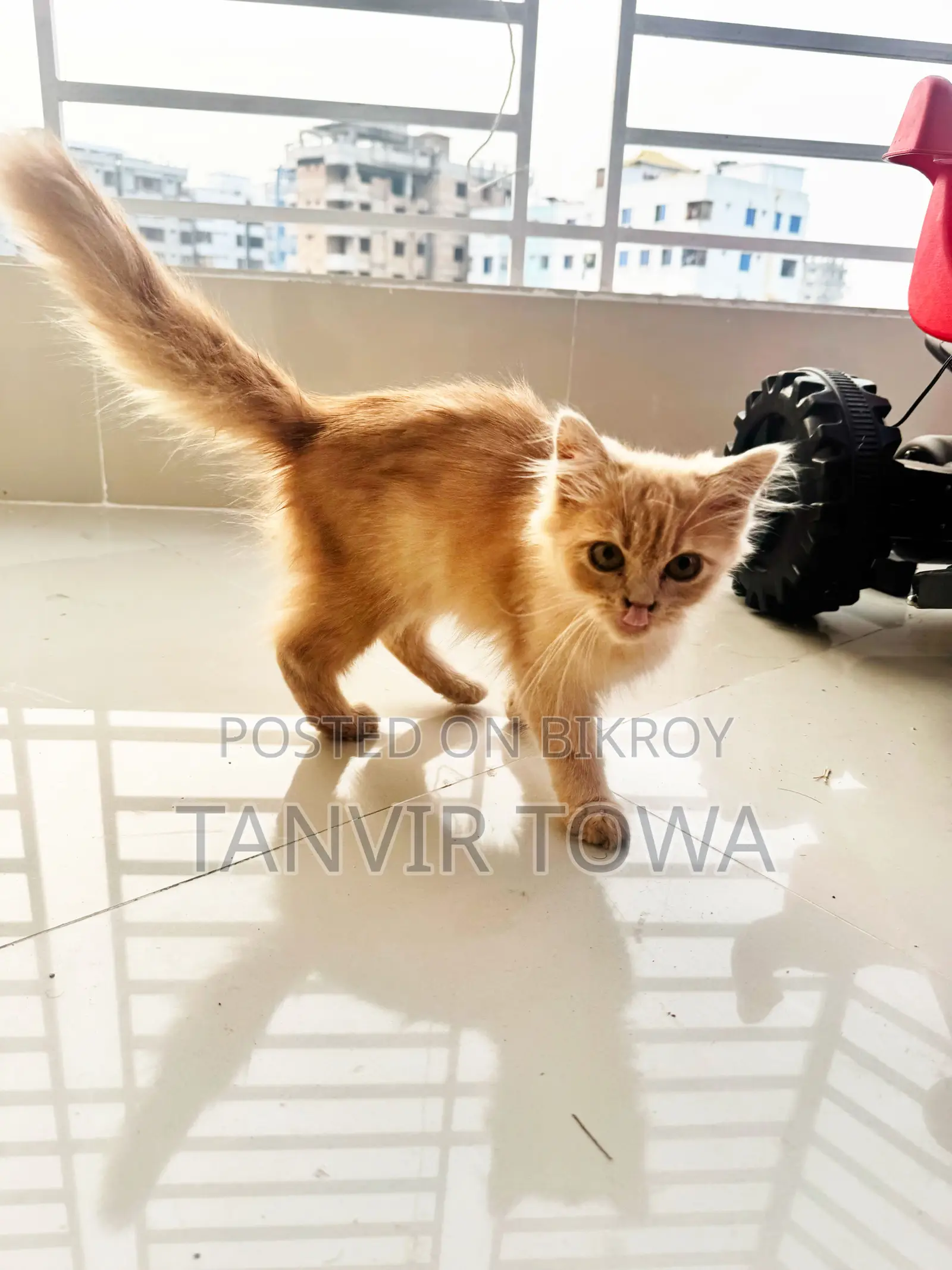 Persian Cat for Sale