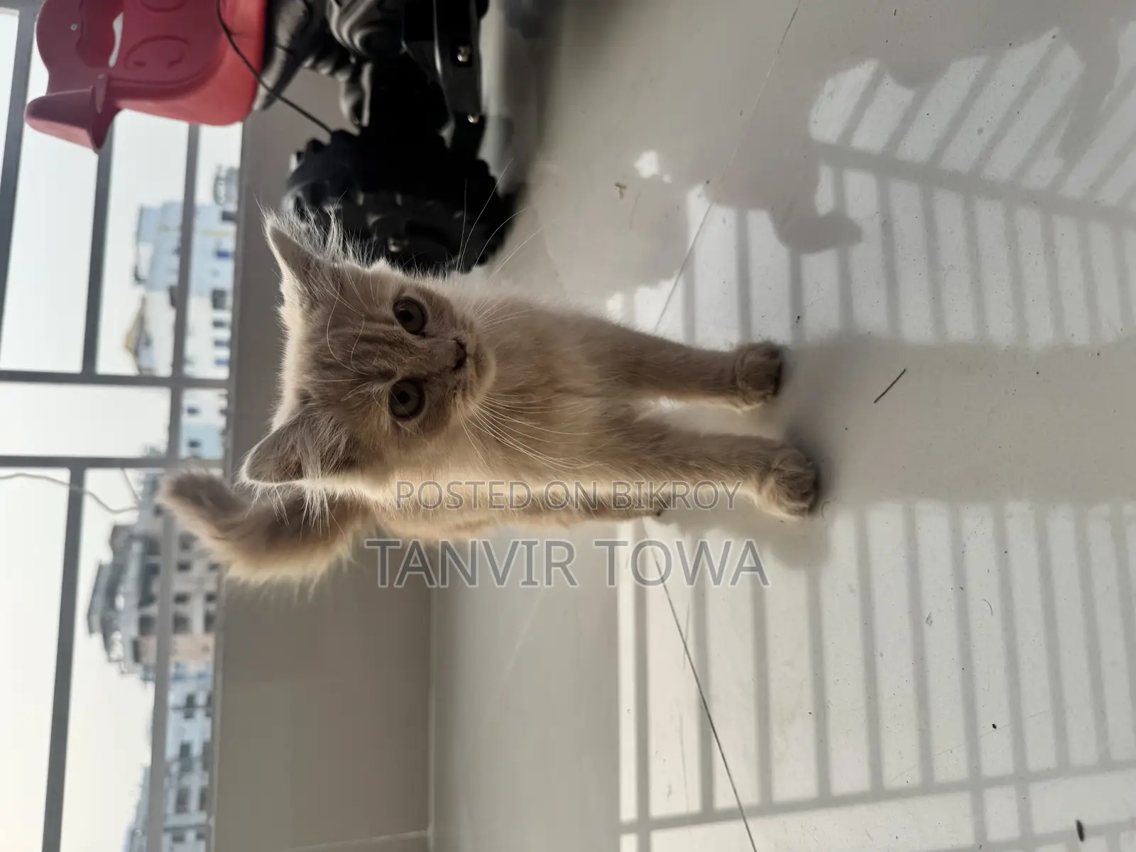 Persian Cat for Sale