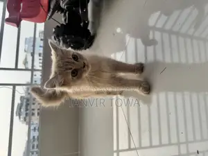 Persian Cat for Sale