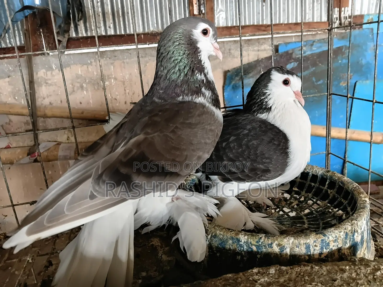 সিরাজি রানিং পেয়ার