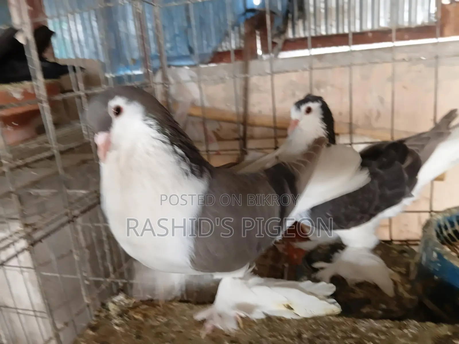 সিরাজি রানিং পেয়ার