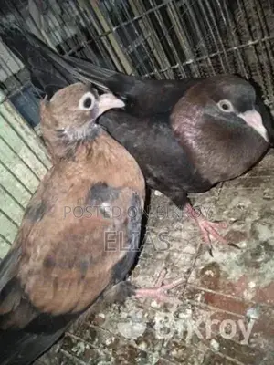 Pigeons for sale