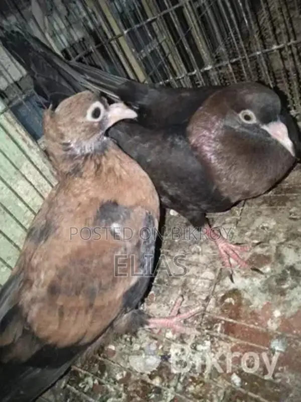 Pigeons for sale