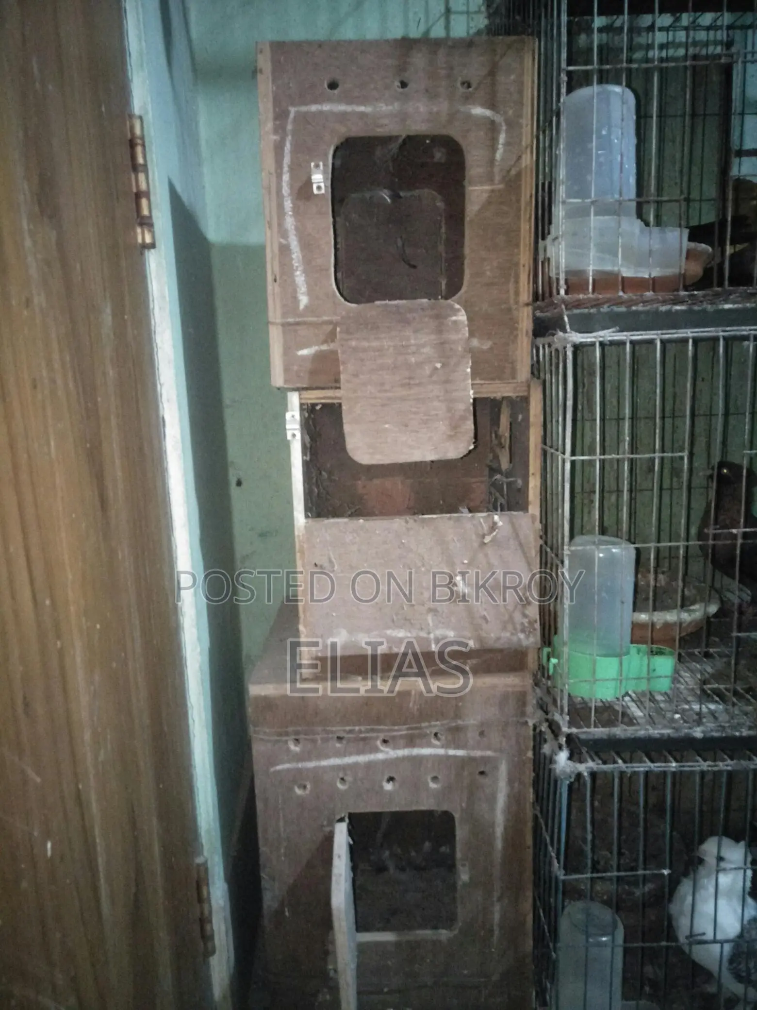 Pigeons for sale