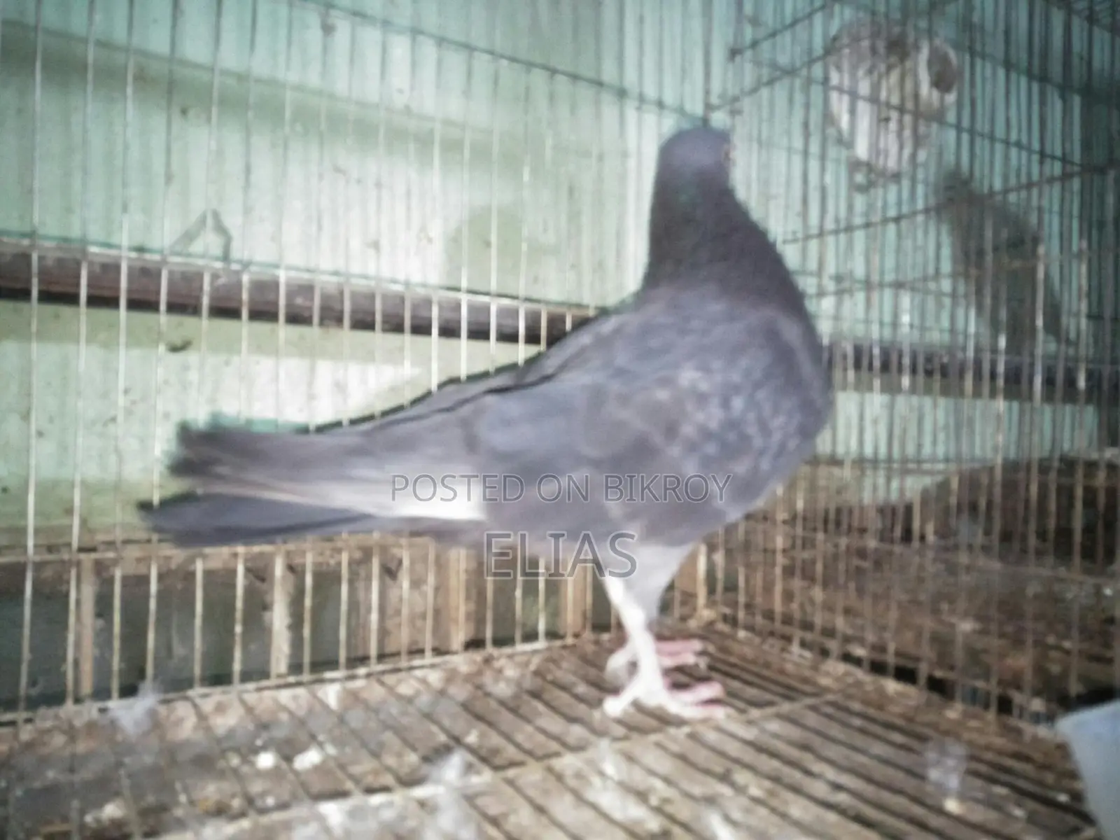 Pigeons for sale