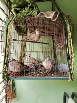 ২ জোড়া ঘুঘু পাখি বিক্রয় হবে