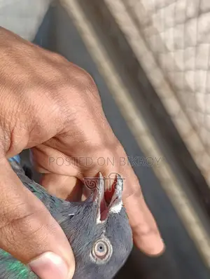 কালো মাদি