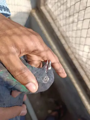 কালো মাদি