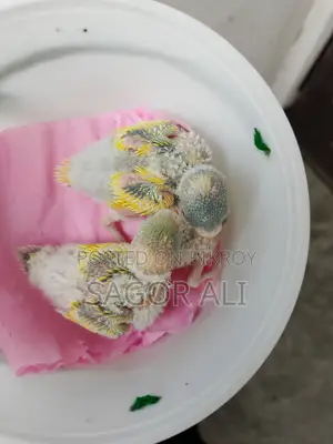 ৭ জোড়া বাজিগার পাখি