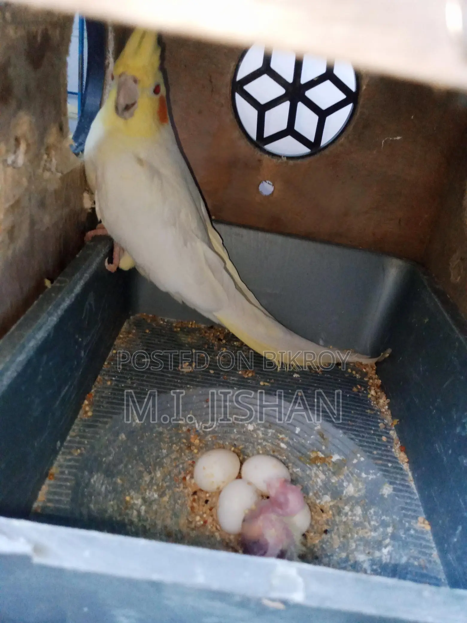 ডিম বাচ্চা করা