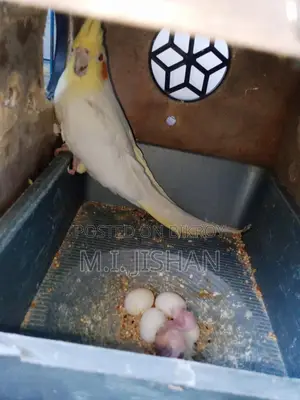 ডিম বাচ্চা করা