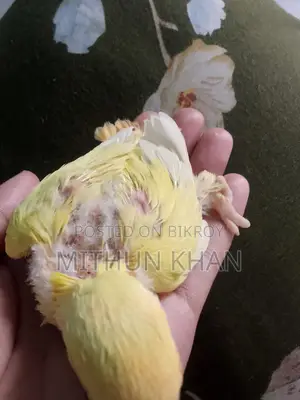 লাভ বার্ড পাখির বাচ্চা বিক্রি