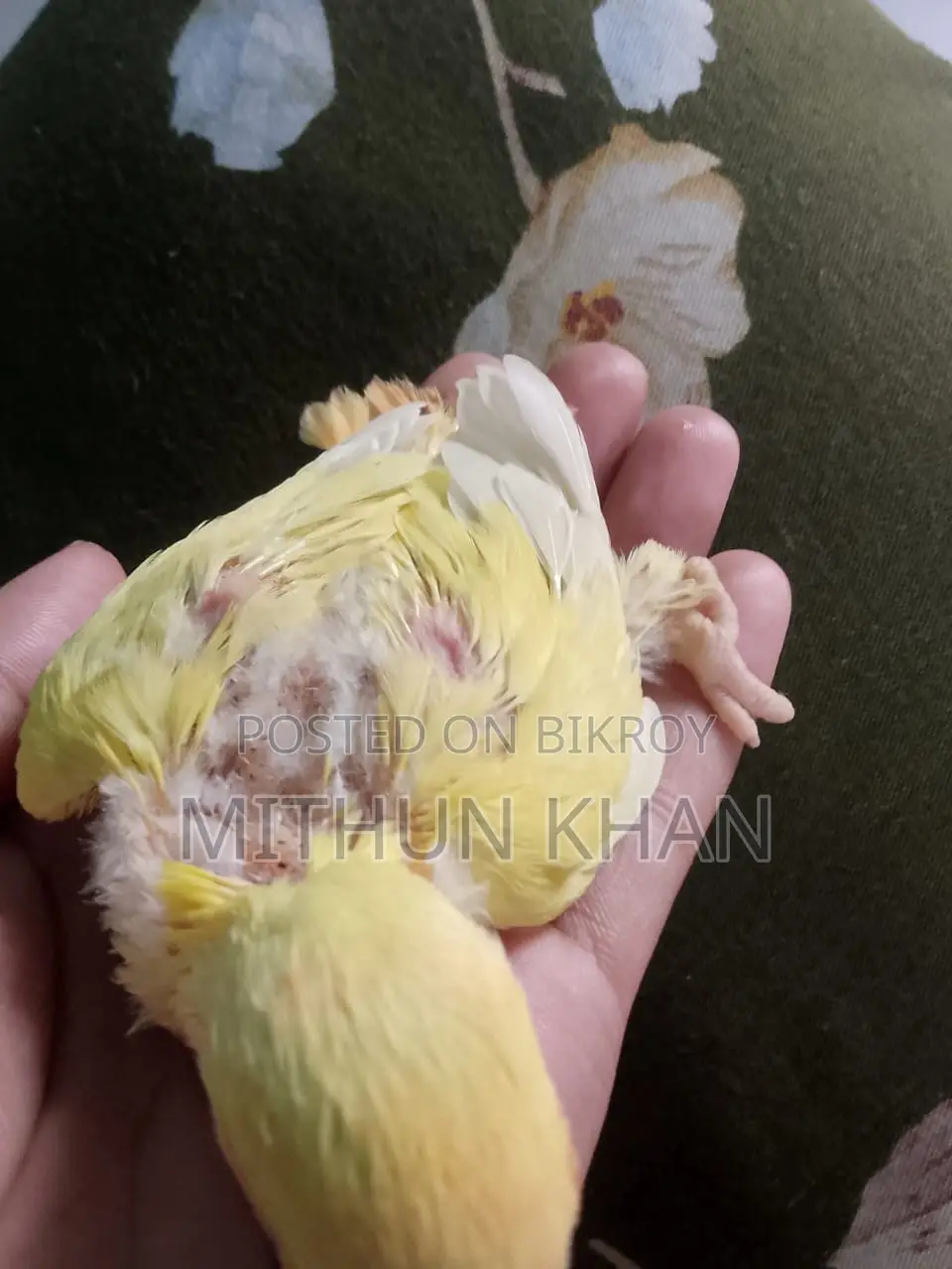 লাভ বার্ড পাখির বাচ্চা বিক্রি