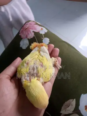 লাভ বার্ড পাখির বাচ্চা বিক্রি