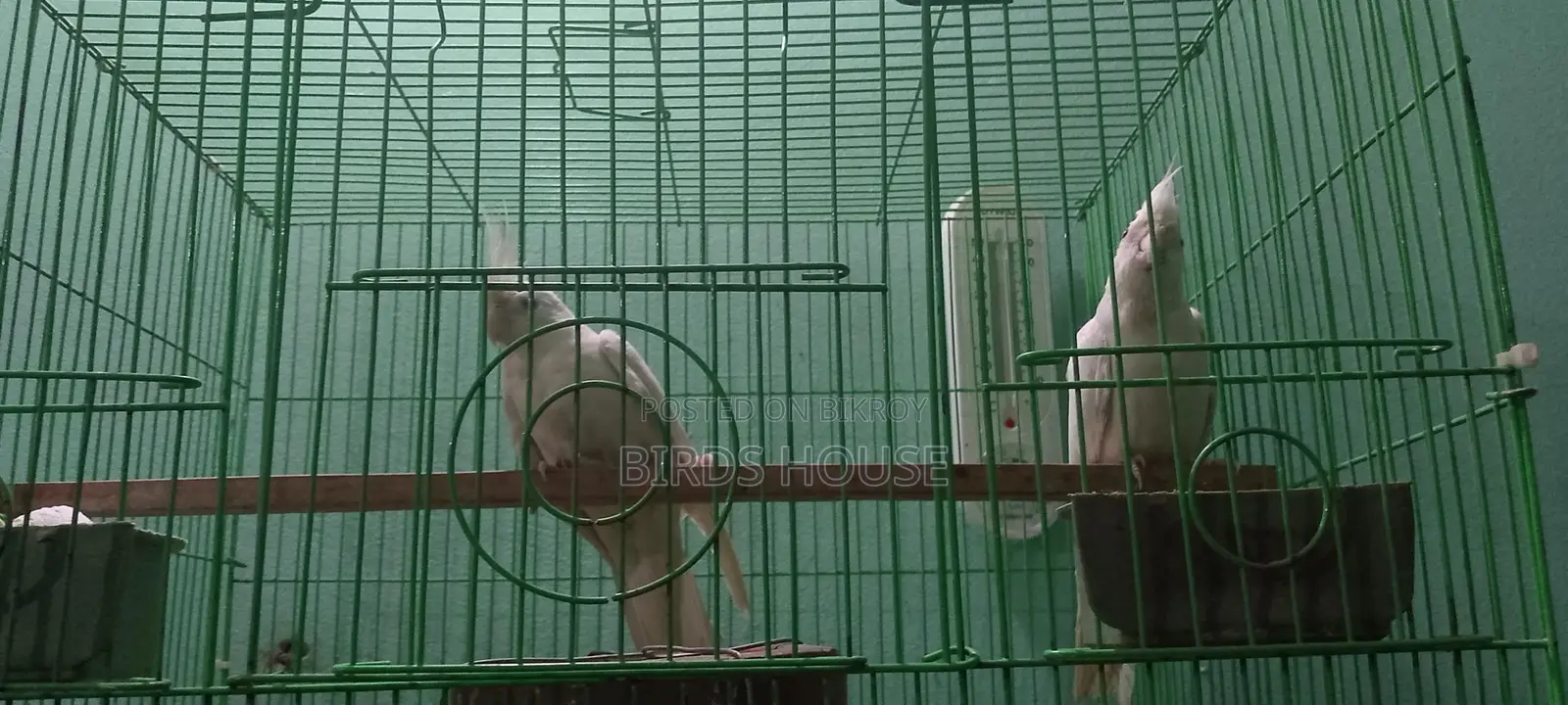 নিউ এডাল্ট এলবিনো ককাটেল