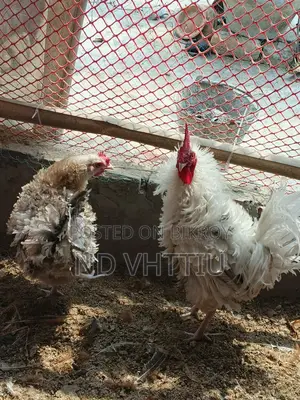 নিউ ডিম পারা ফ্রিজেল মুরগী বিক্রি করা হবে