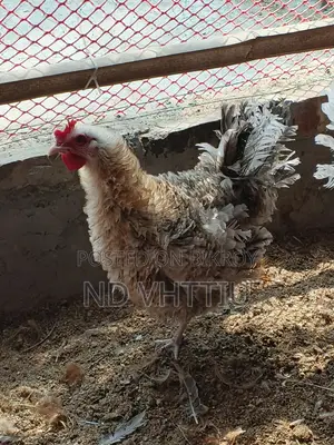 নিউ ডিম পারা ফ্রিজেল মুরগী বিক্রি করা হবে