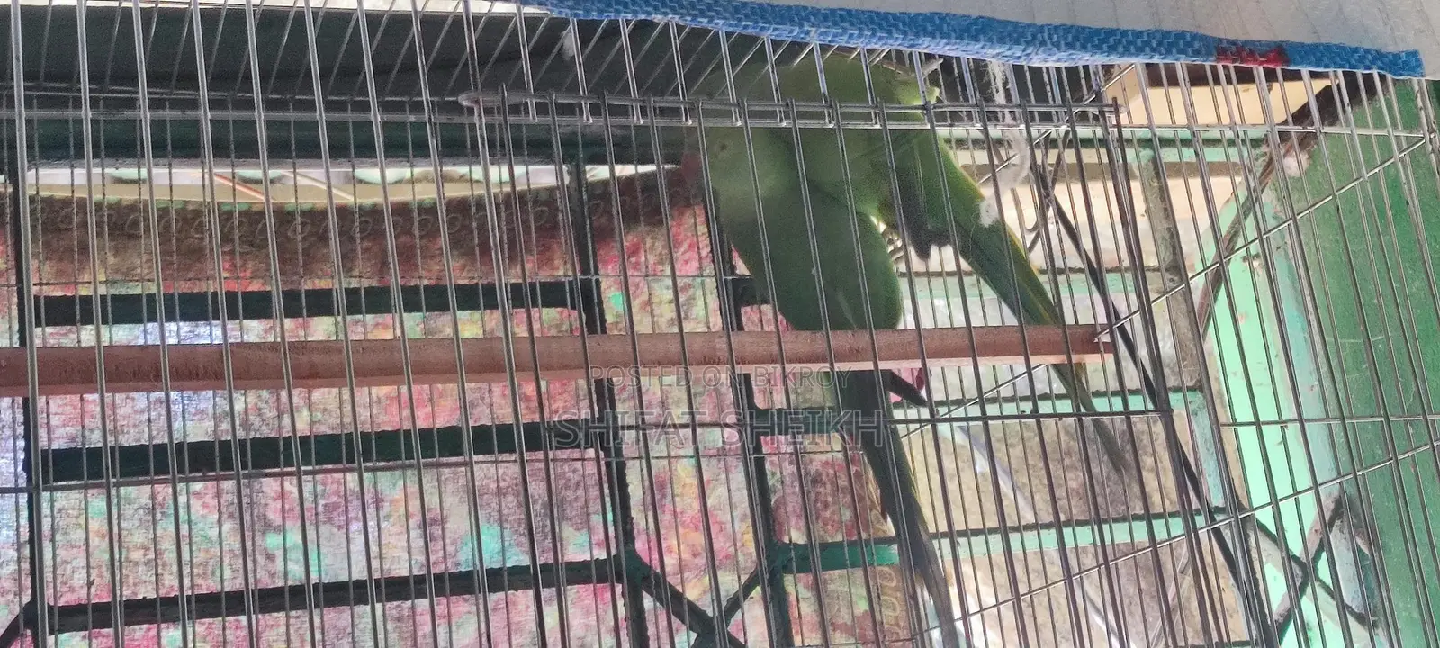 Indian Ringneck
