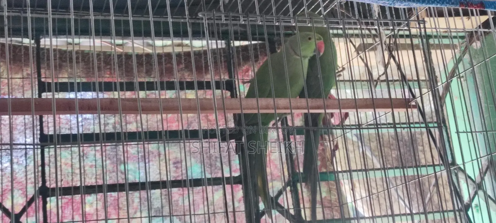 Indian Ringneck
